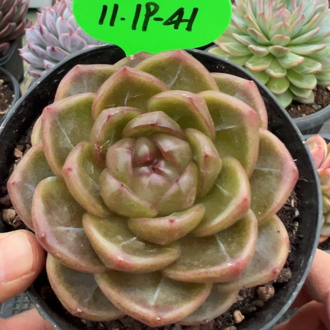 1119-41，1111111111