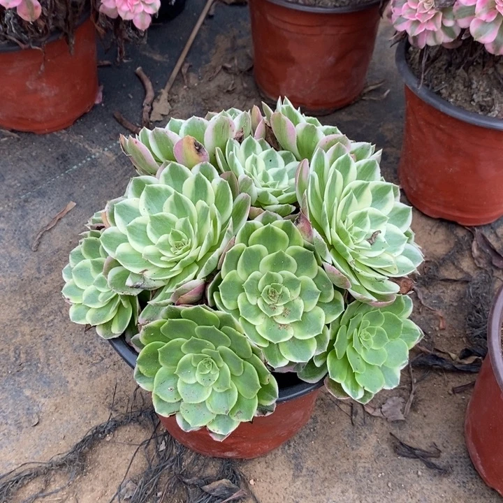 海王多肉植物018