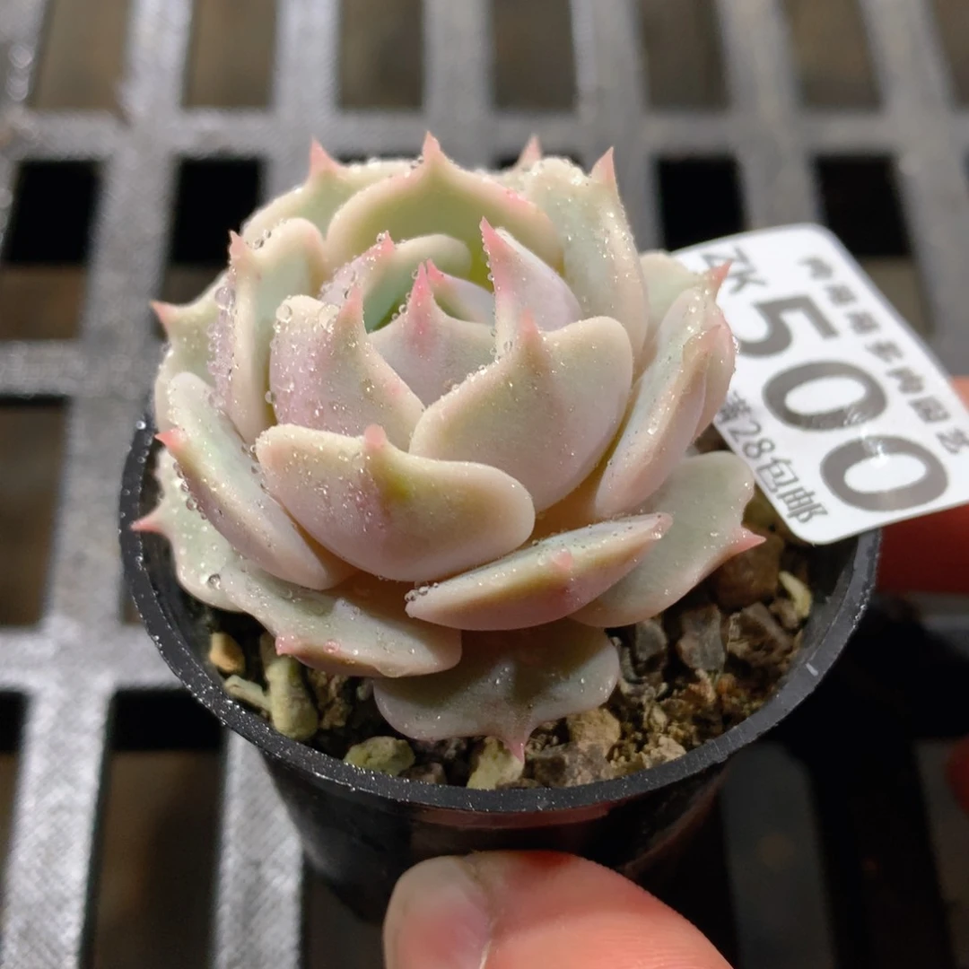 肉萌萌拇指盆精控多肉ZK500