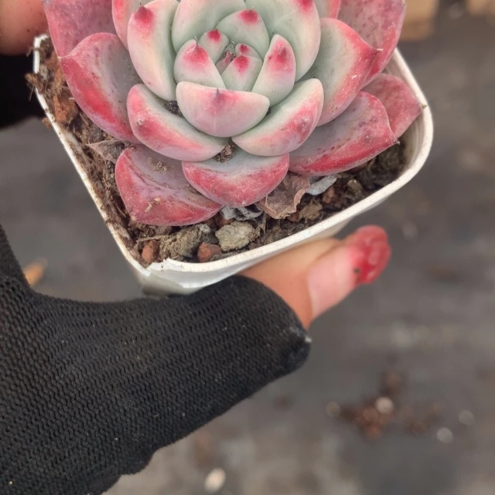 红拉糖  （不满9.99发空盆冷地区不拍保温扣3.9多肉）