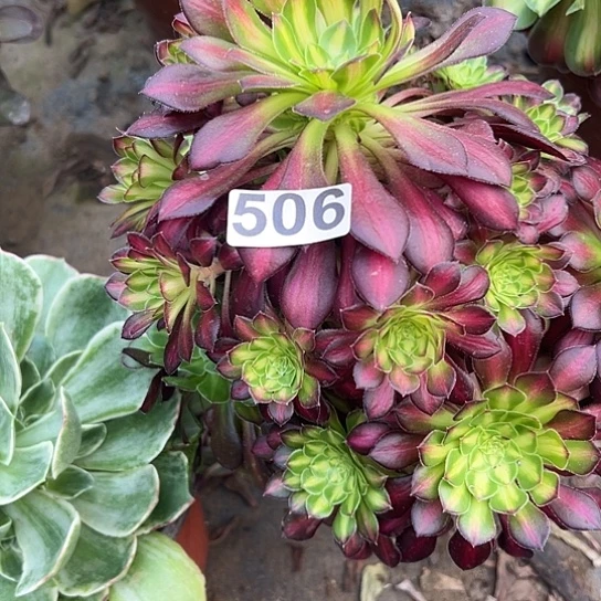 未**期多肉植物一个