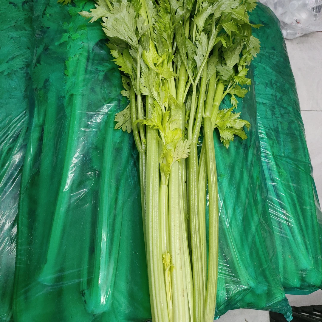 本地新鲜芹菜西芹可榨汁可生吃低脂蔬菜脆嫩多汁蔬菜沙拉芹菜