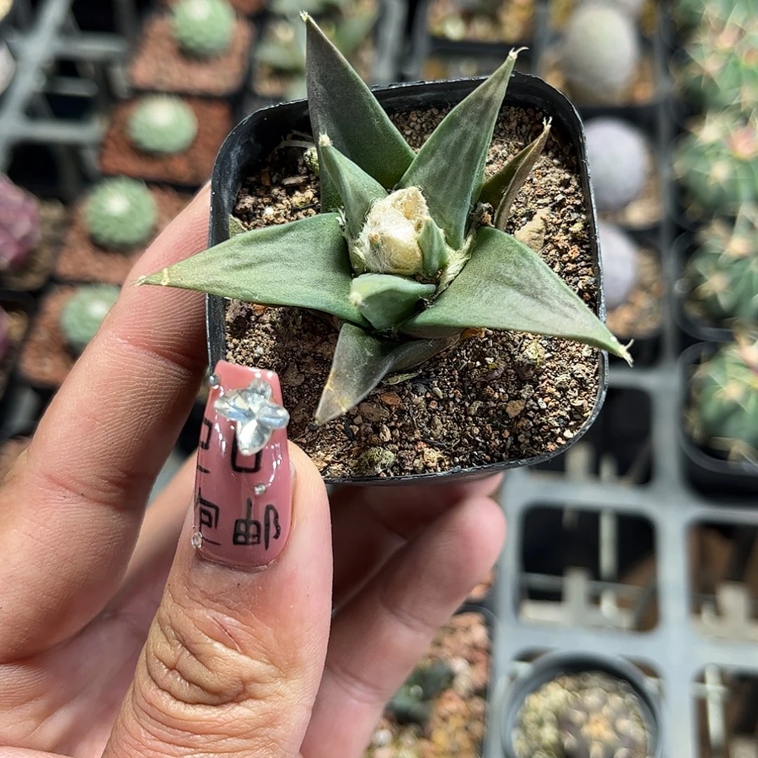 岩牡丹单头发货单头发