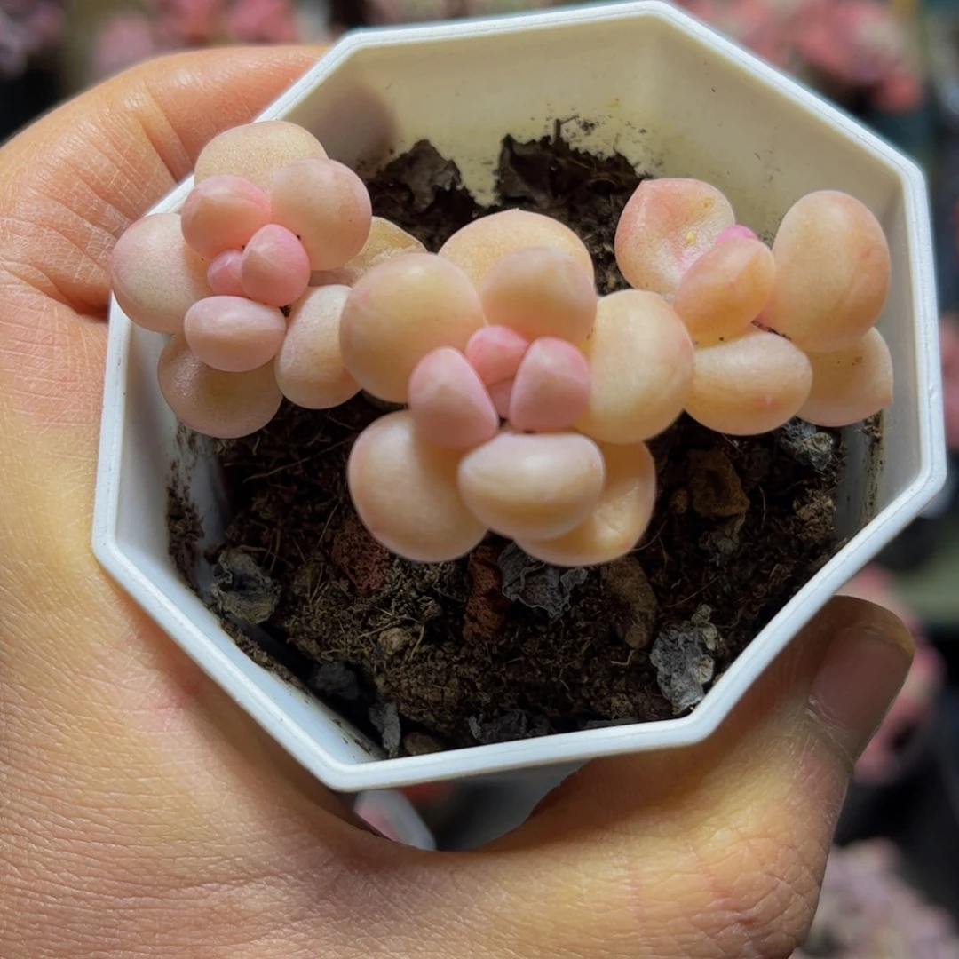 374萤火虫6厘米多肉
