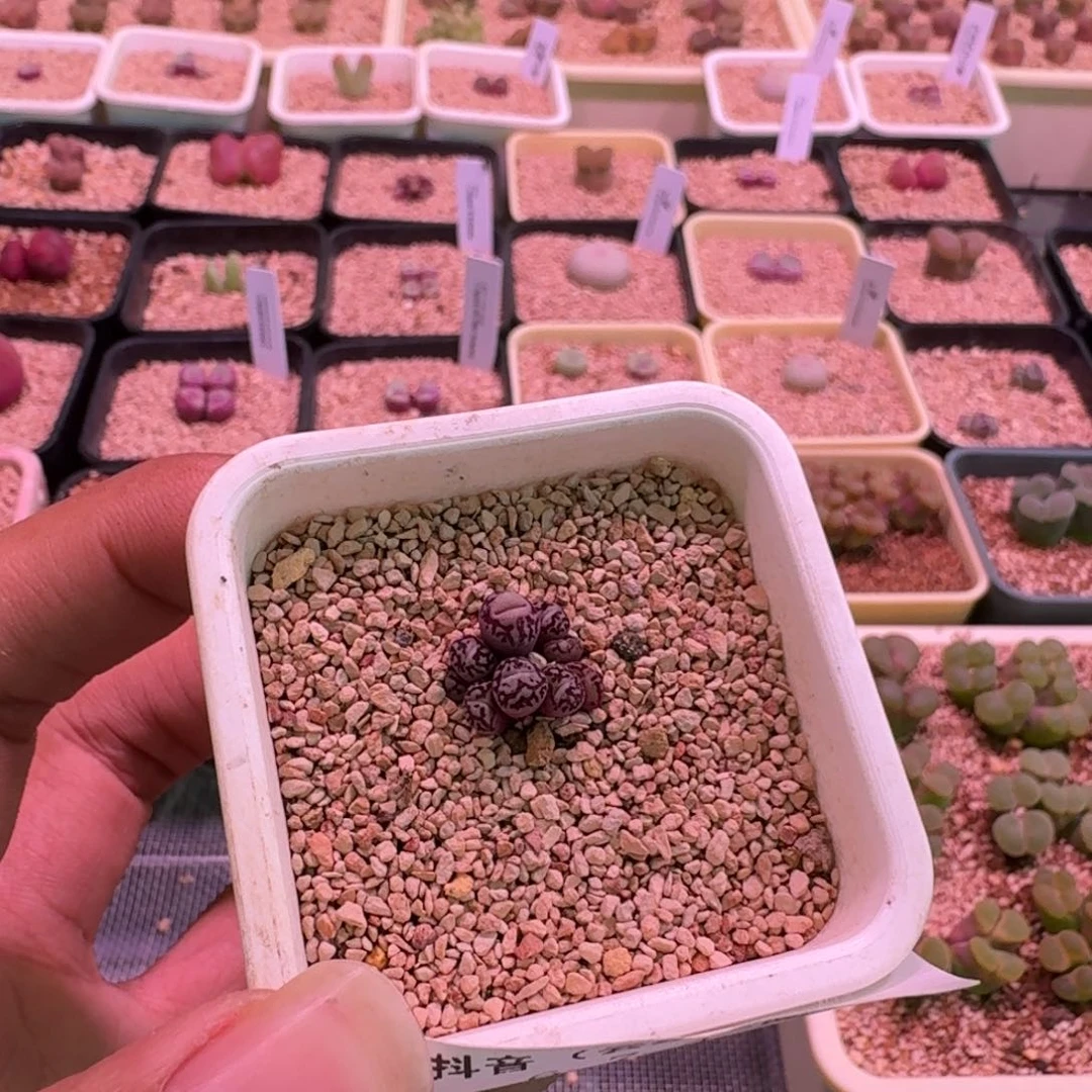 哟*猴 云缦精品番杏7.7