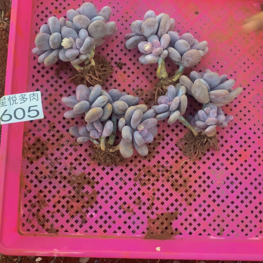 蜜***洋星悦多肉 小陈雪球605