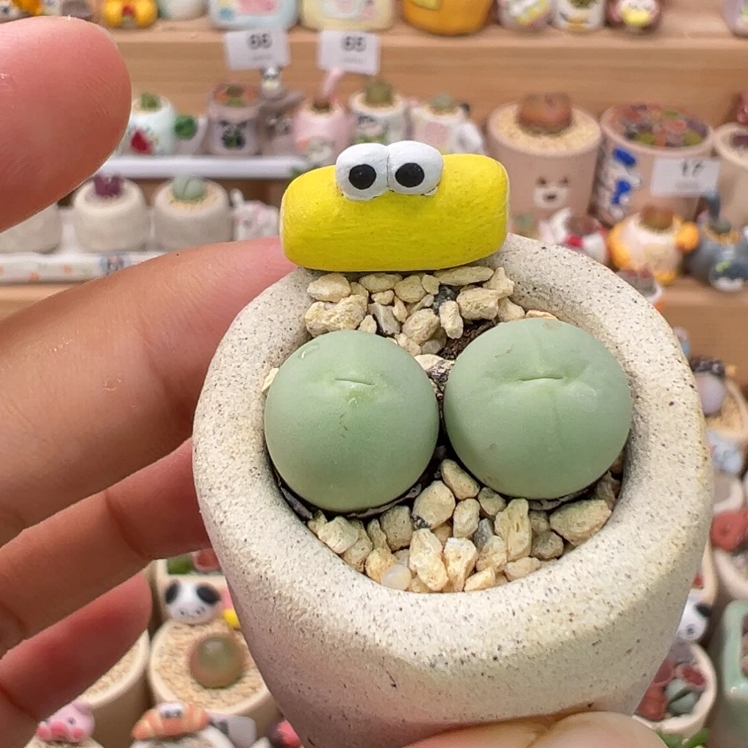 多肉植物72号鸽子蛋