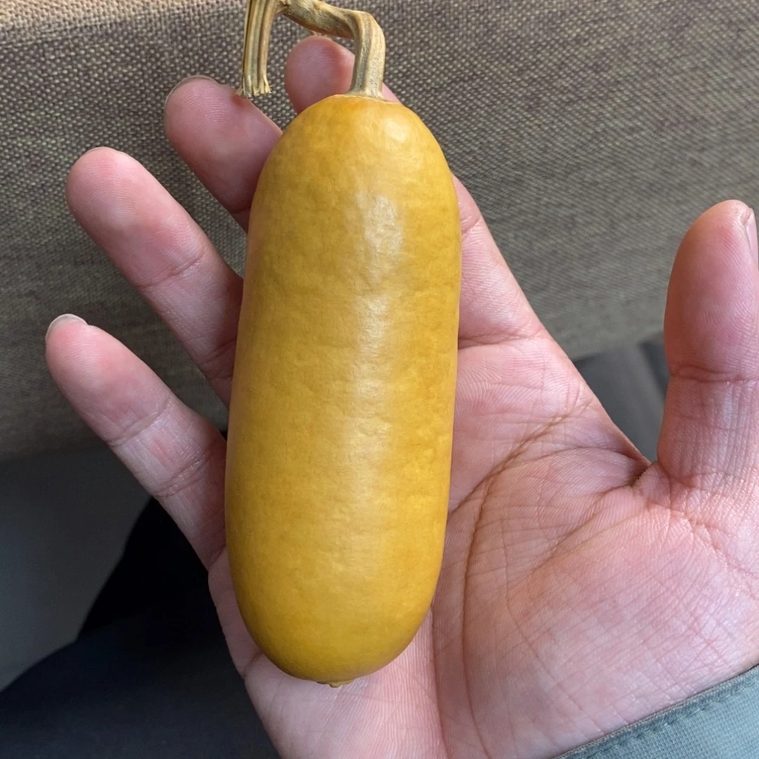 沙***加大叶紫檀（黑酸枝木类）