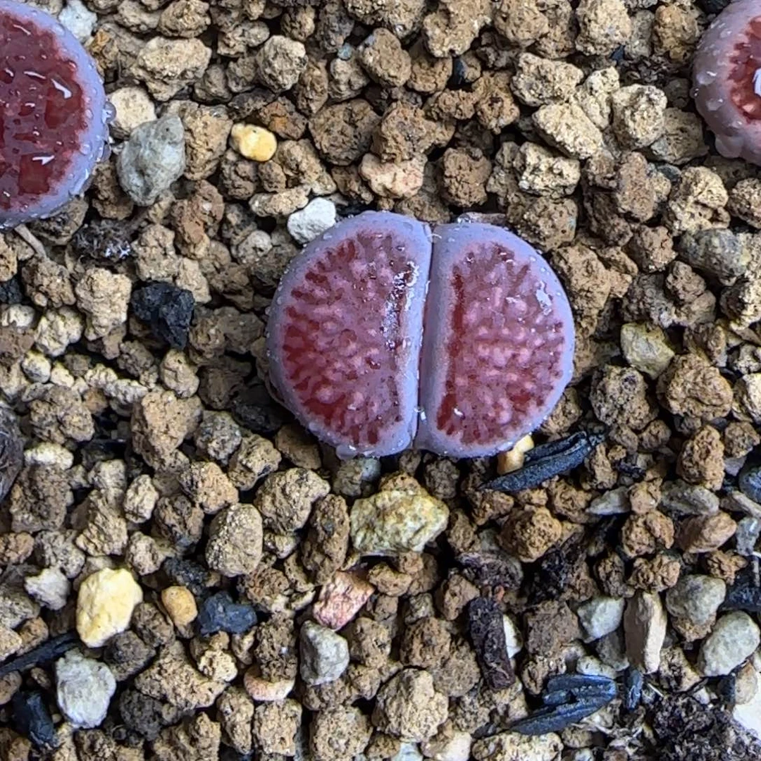 紫菊清框福利30包邮