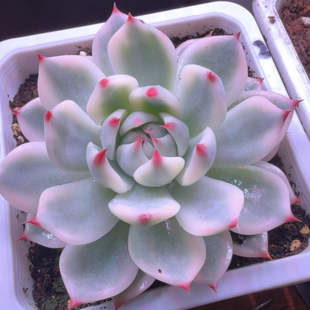 星***星星星 多肉植物锦