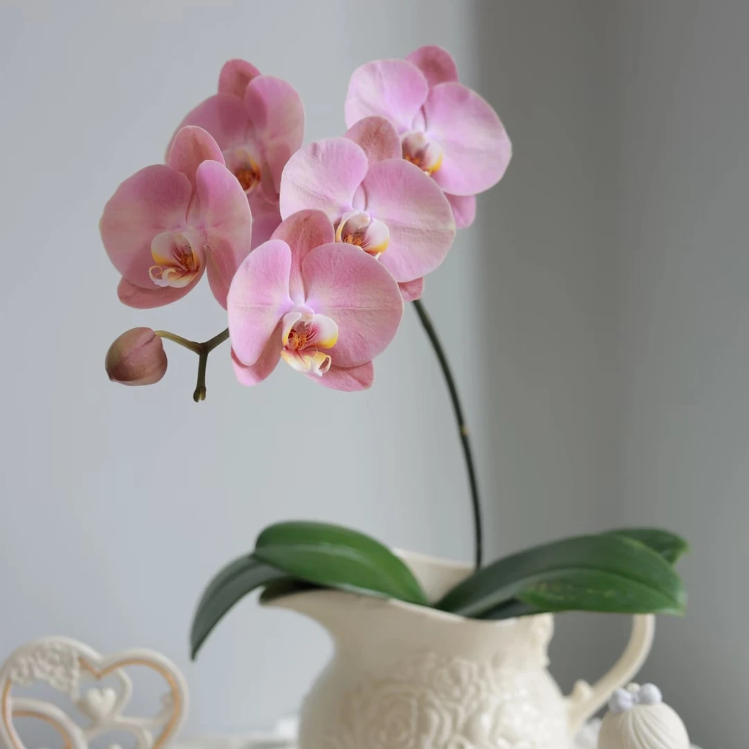 和悦花卉【一物一拍变异苗】