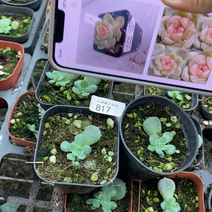 标817晴川805一个量拍