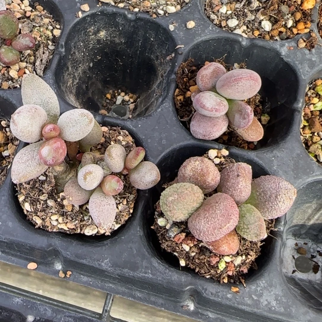 水泡组合多肉三颗