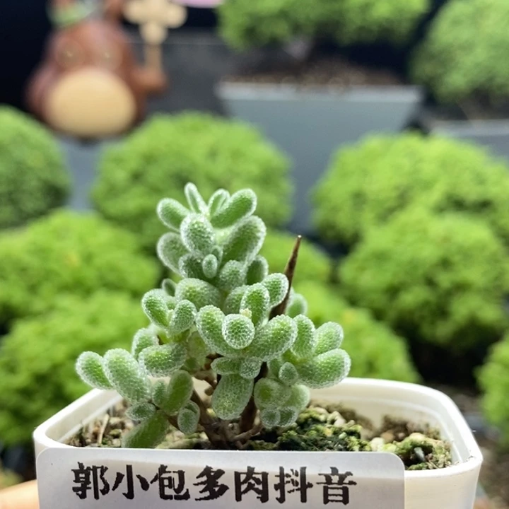 芝***芝实生冰晶8178枝干番杏