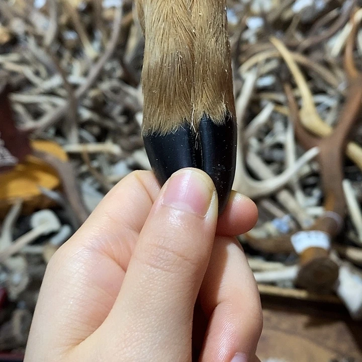 石英石非金属鹿蹄鹿蹄
