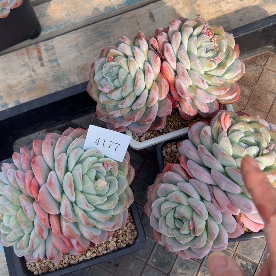 4177量拍，肉多哦多么多么