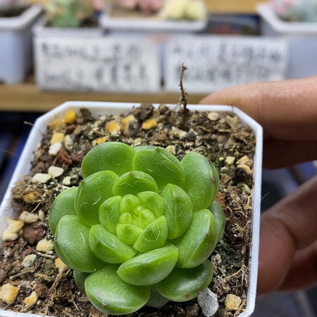 09153 灯泡珍妮多肉