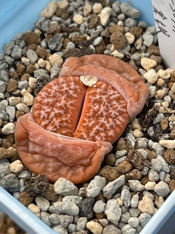 花非凡生石花福利