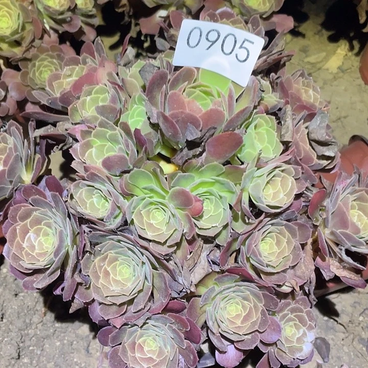 多肉植物法师905荷兰玫瑰