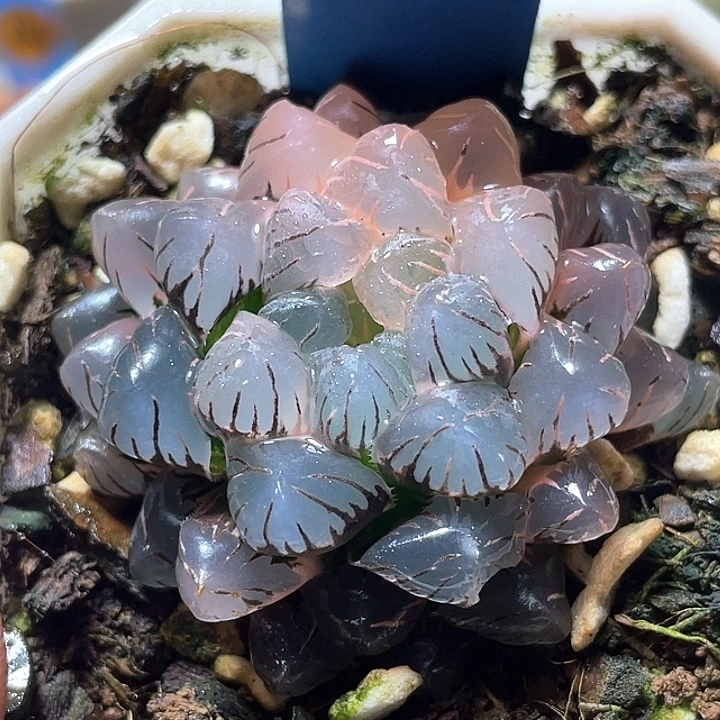 643冰灯锦亚母本特选福利