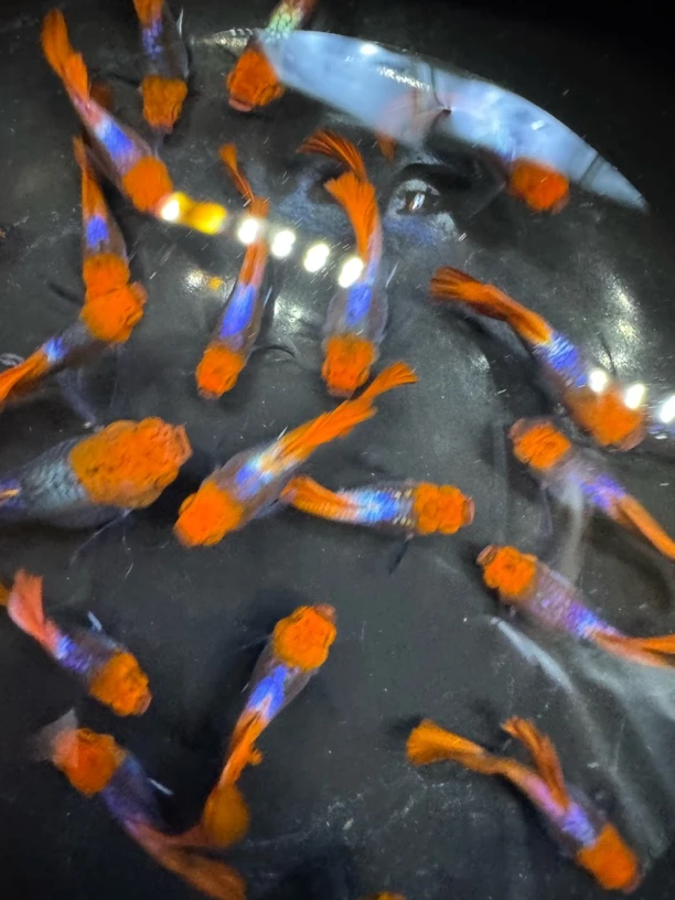 深海蓝贵族短体球体小红帽2对4条（2条送2条备损）