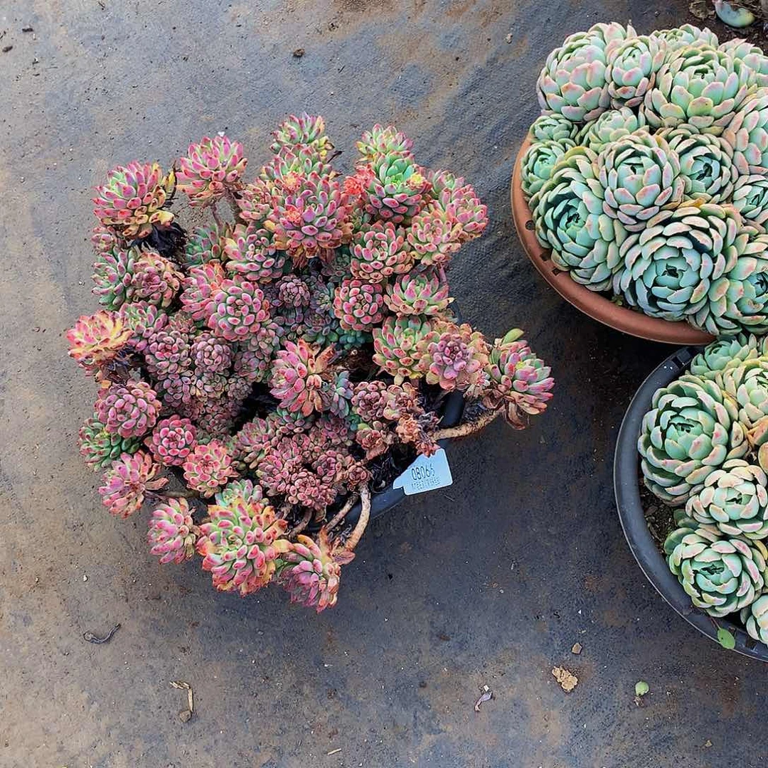 芸***妹蓝苹果08066多肉多肉