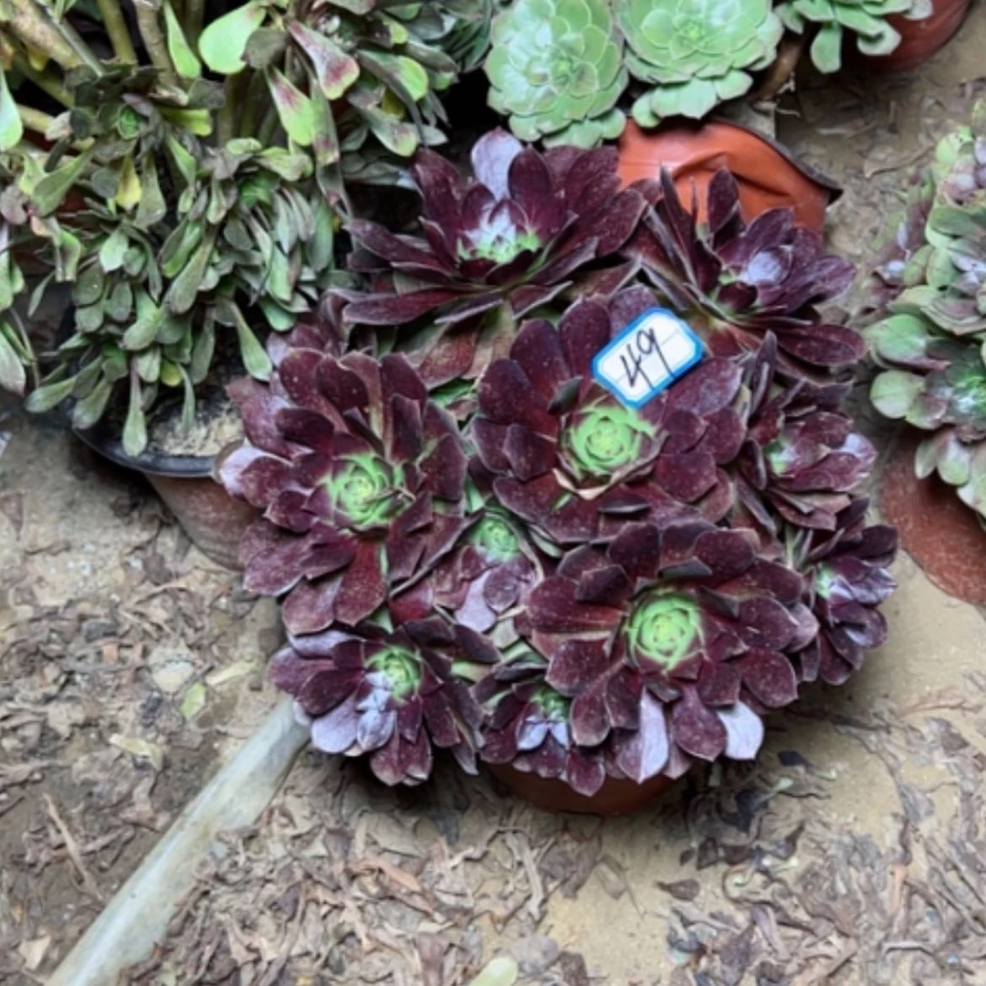 【闪购商品】黑魔49