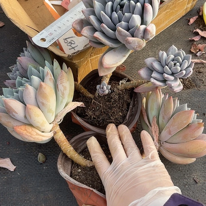 两单包邮，一物一拍，2颗