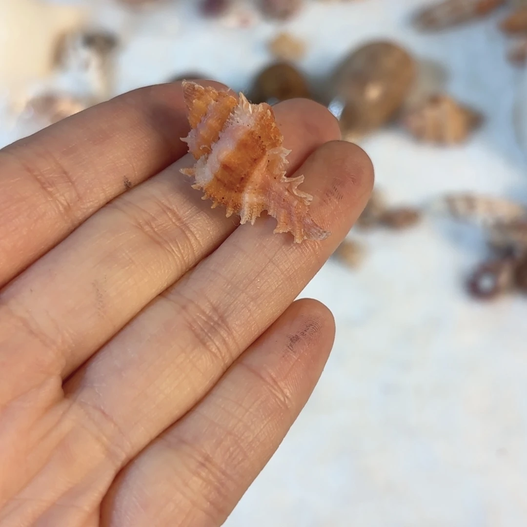 怜***怜天然海螺贝壳标本福利