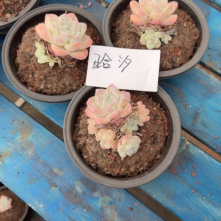 晗***汐HX一物一哦。美女…