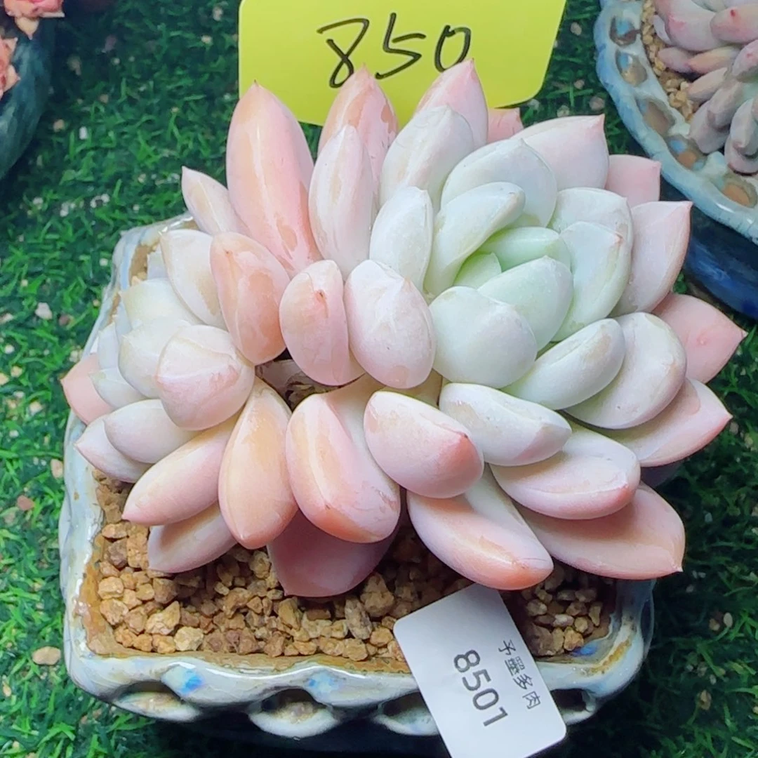 白芙蓉，8501多肉植物