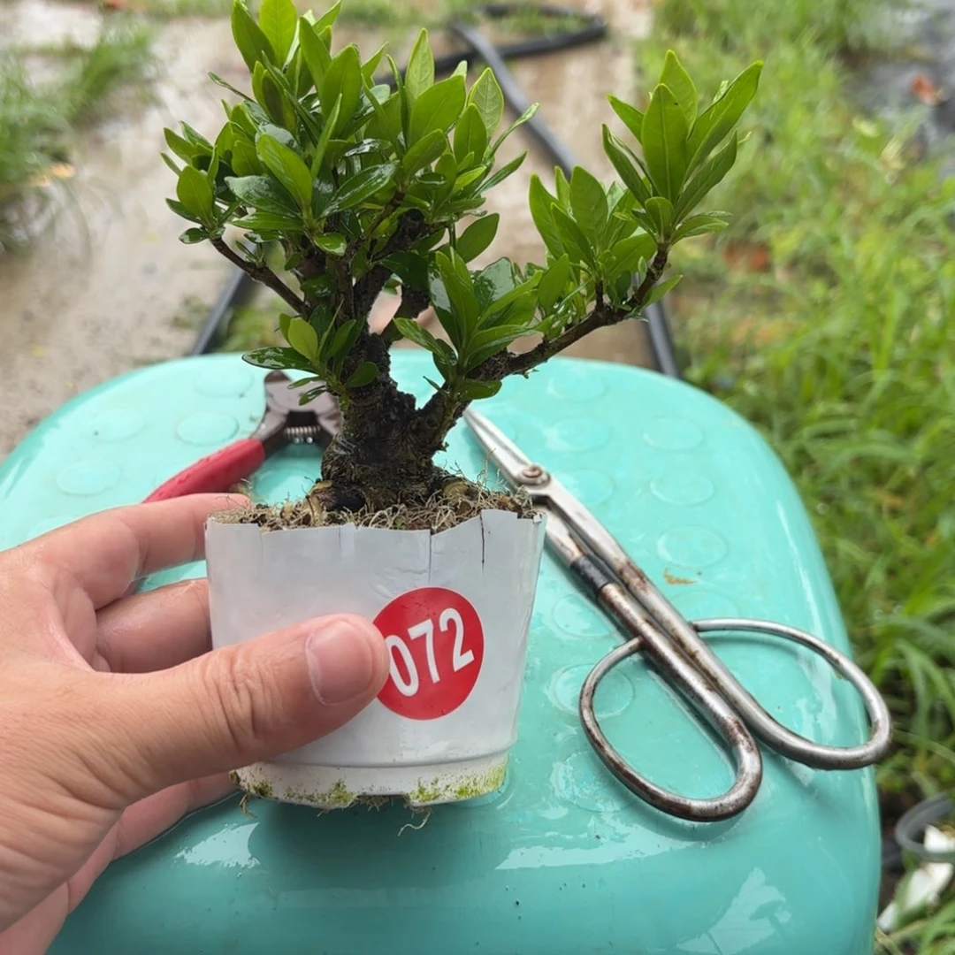 遥*全场盆景072好包邮