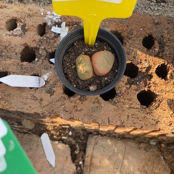 ****️生石花等植物的生长037