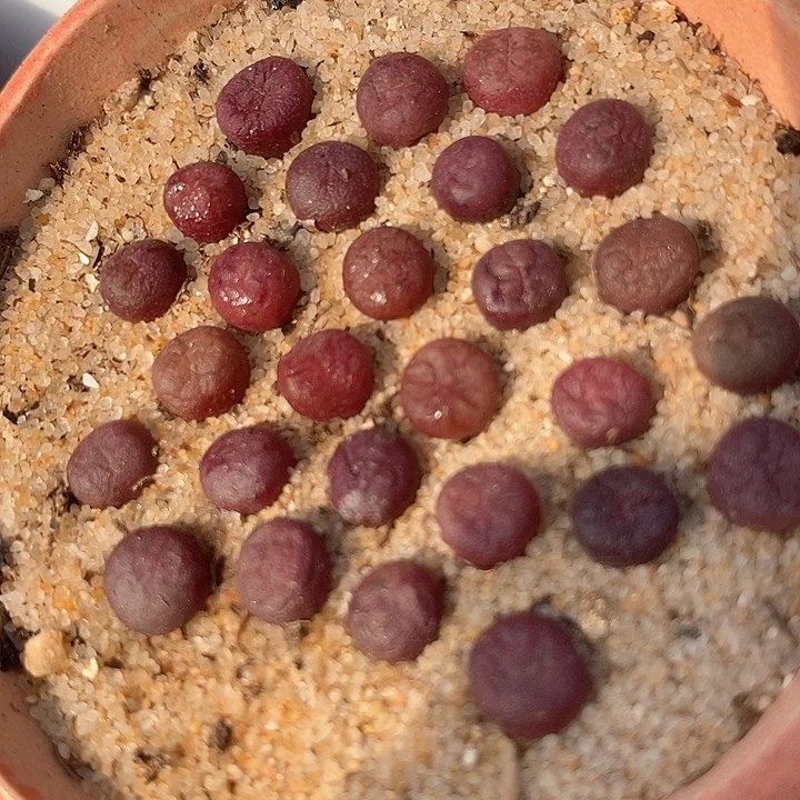 吕氏大王樱桃sp一颗    买2送1