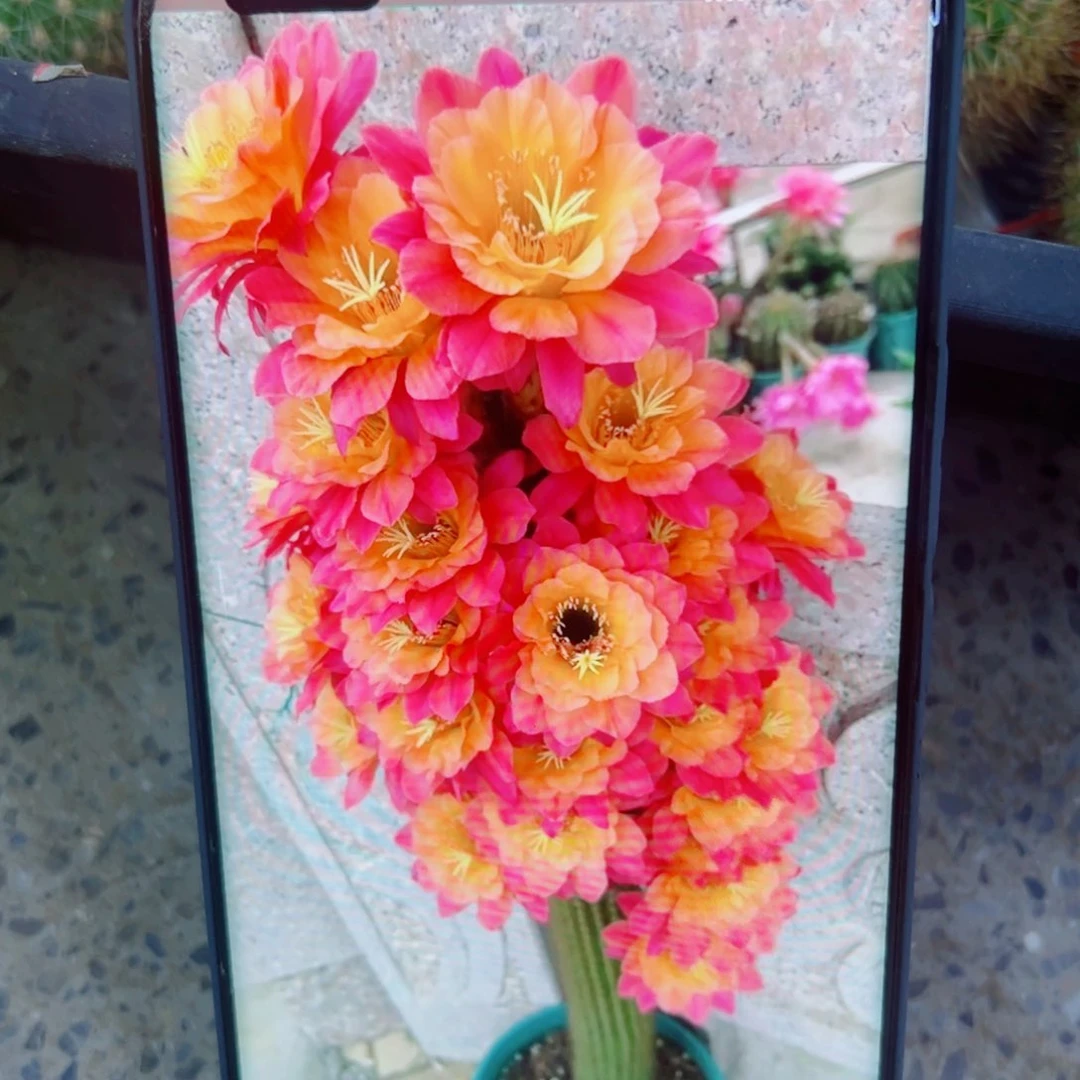 下3金妞时光歪无根侧芽4公分左右20包邮