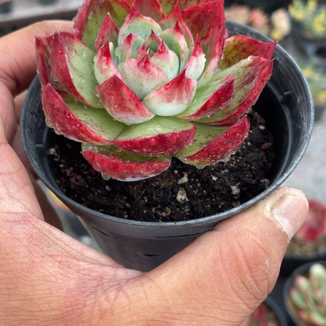 ༒****1403  惊鸿仙子  六月六