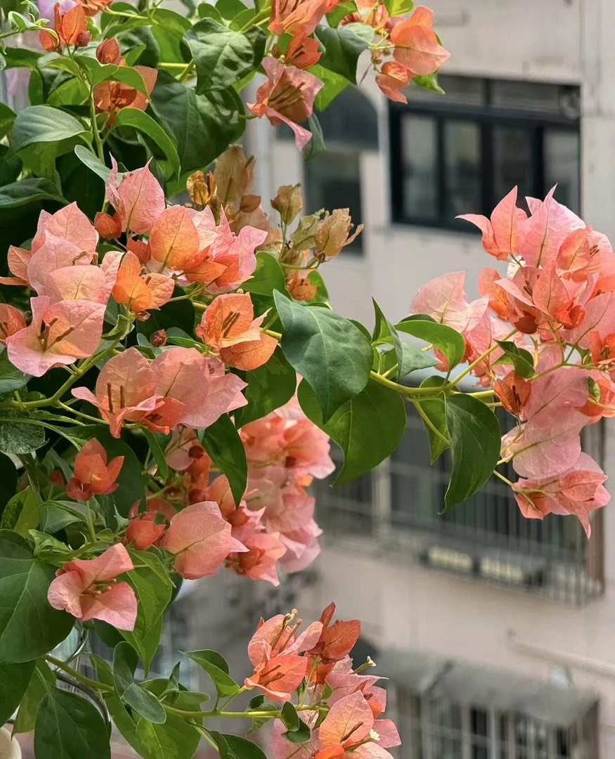 橙日落小苗袋苗四季开花勤花品种好养活庭院盆栽花卉爬藤植物