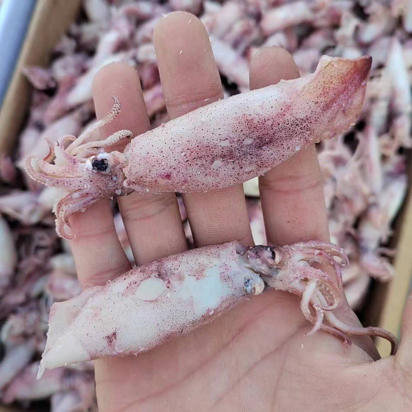 淡晒 大号鱿鱼  海产干货