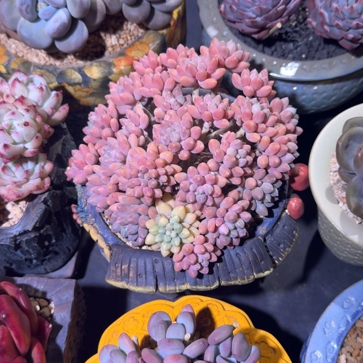 星黛露 群生  一物一拍