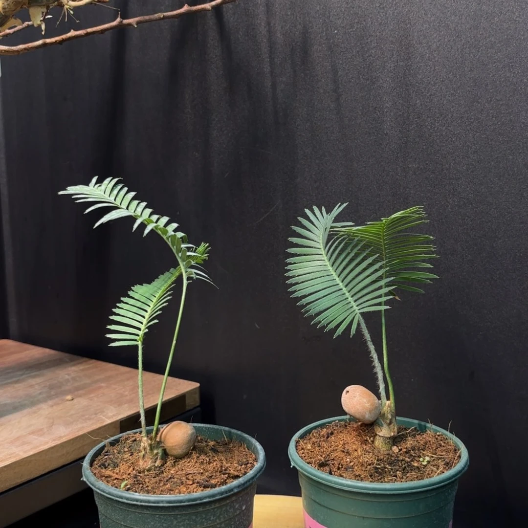 鱼骨双子铁带盆土