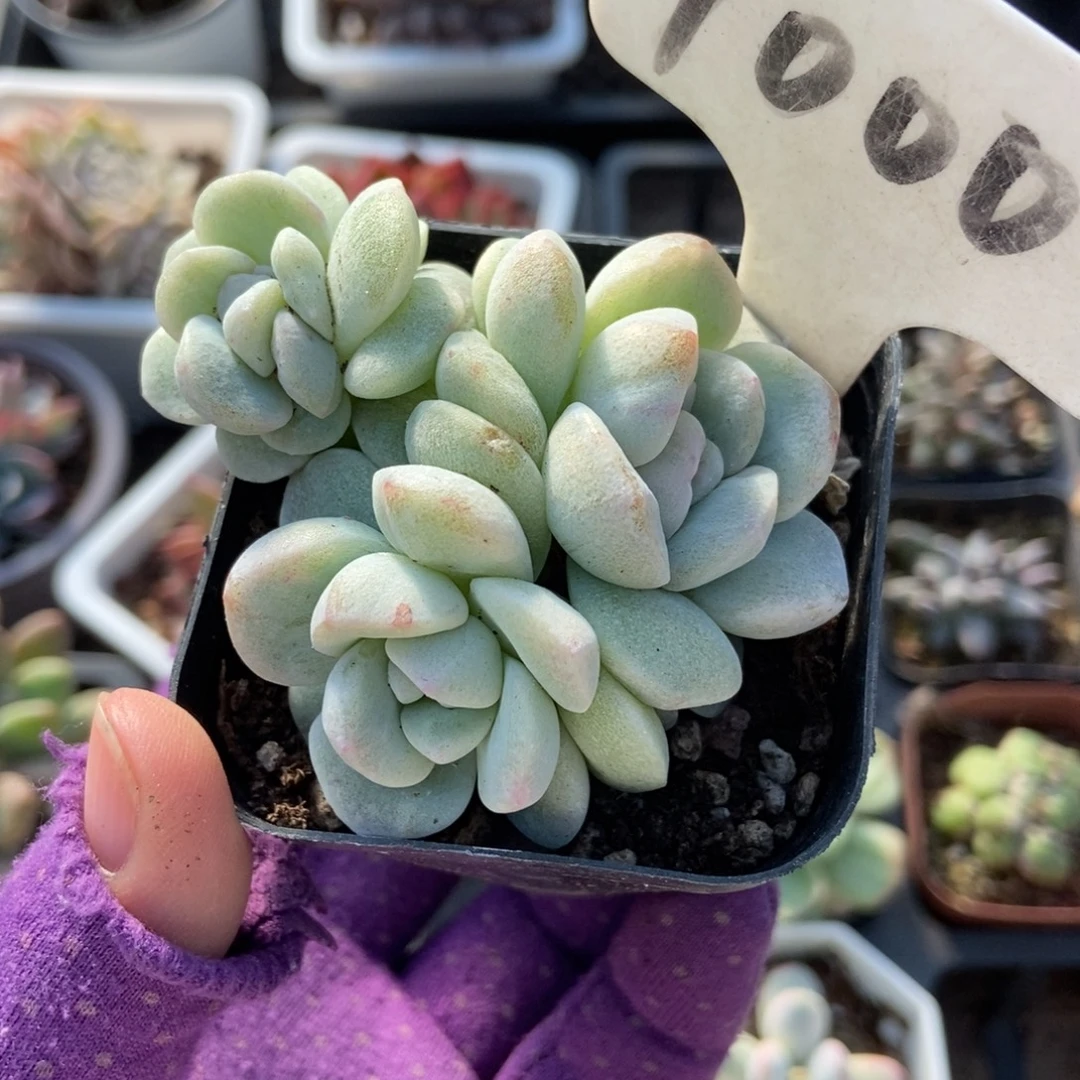 1000冰玉石化多肉植物