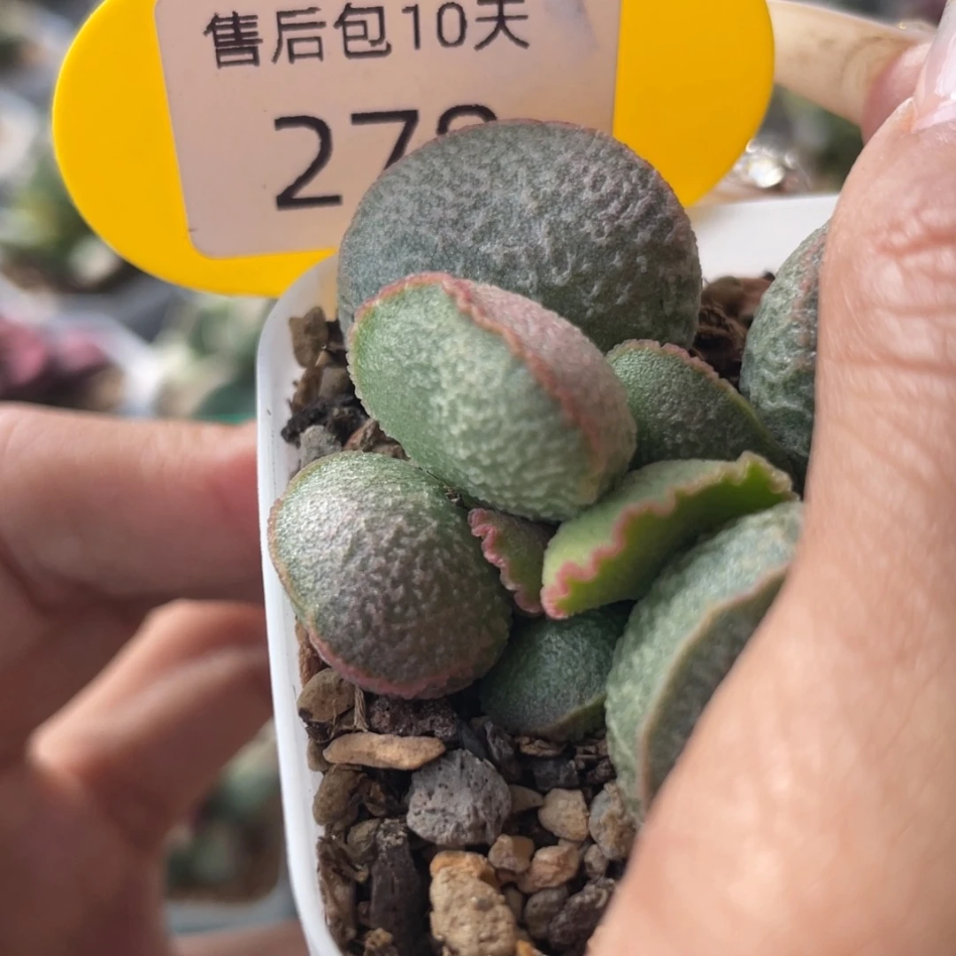 a**砹        278霓虹。