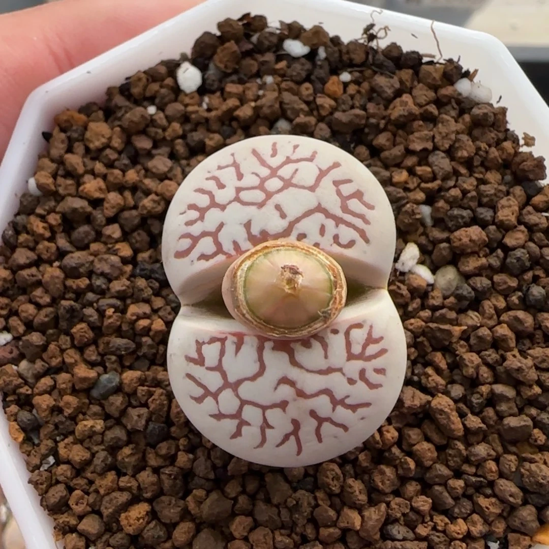 12.27。      灵耀玉。    2023