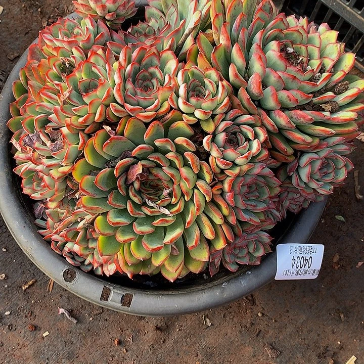 雨***薇    荷花多肉04034