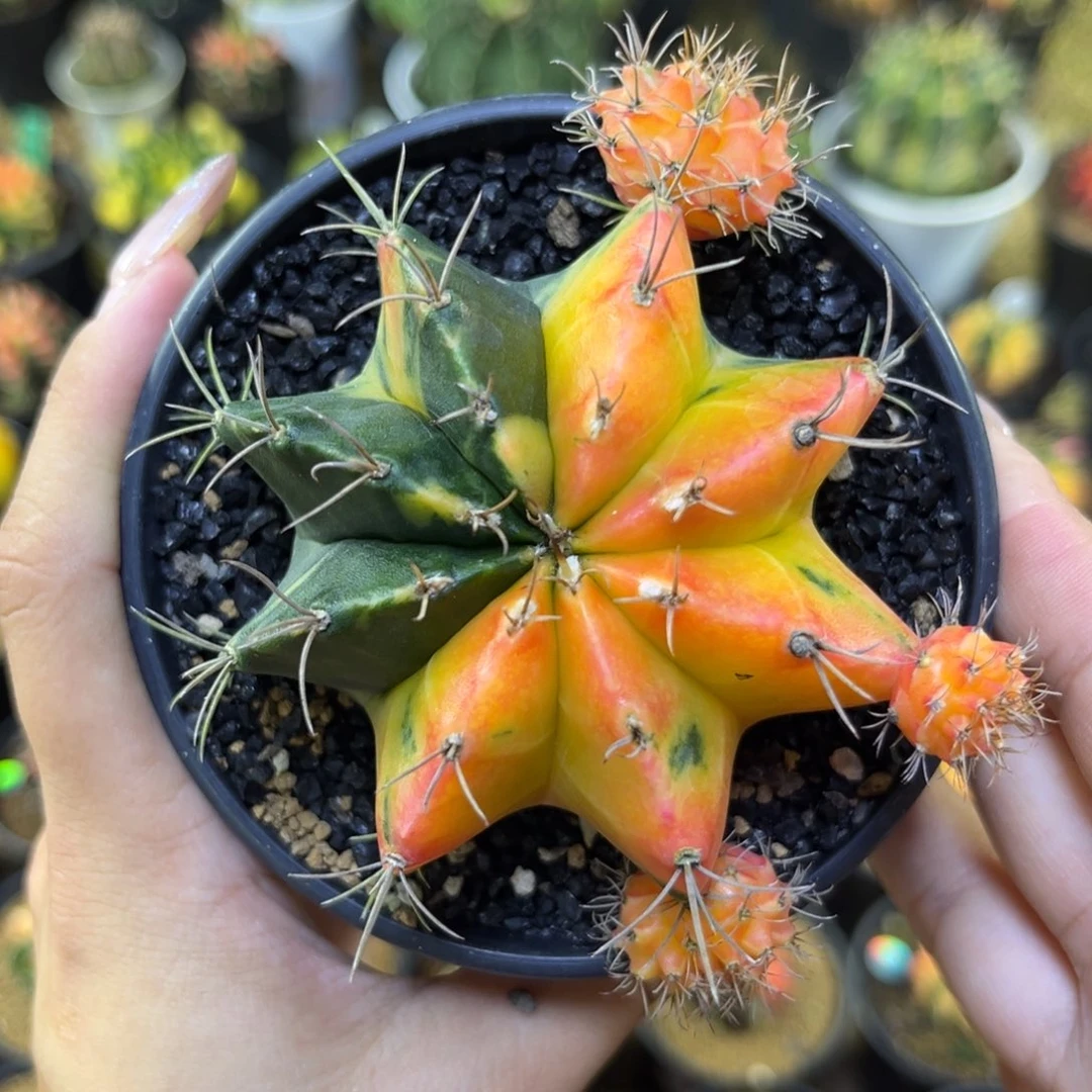 482 带盆土发货 特价7.2