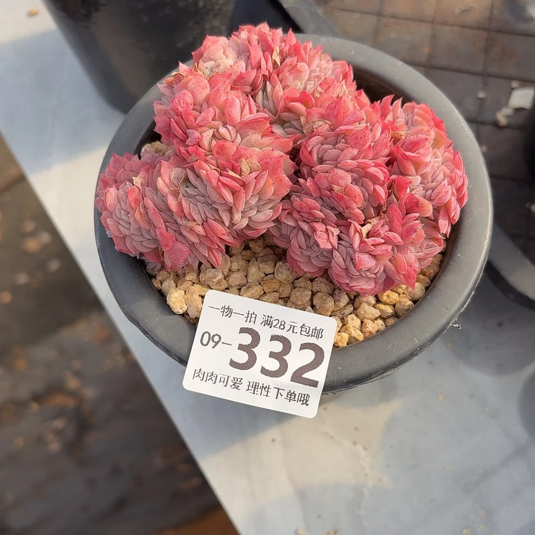 贝瑞缀无盆无发货无