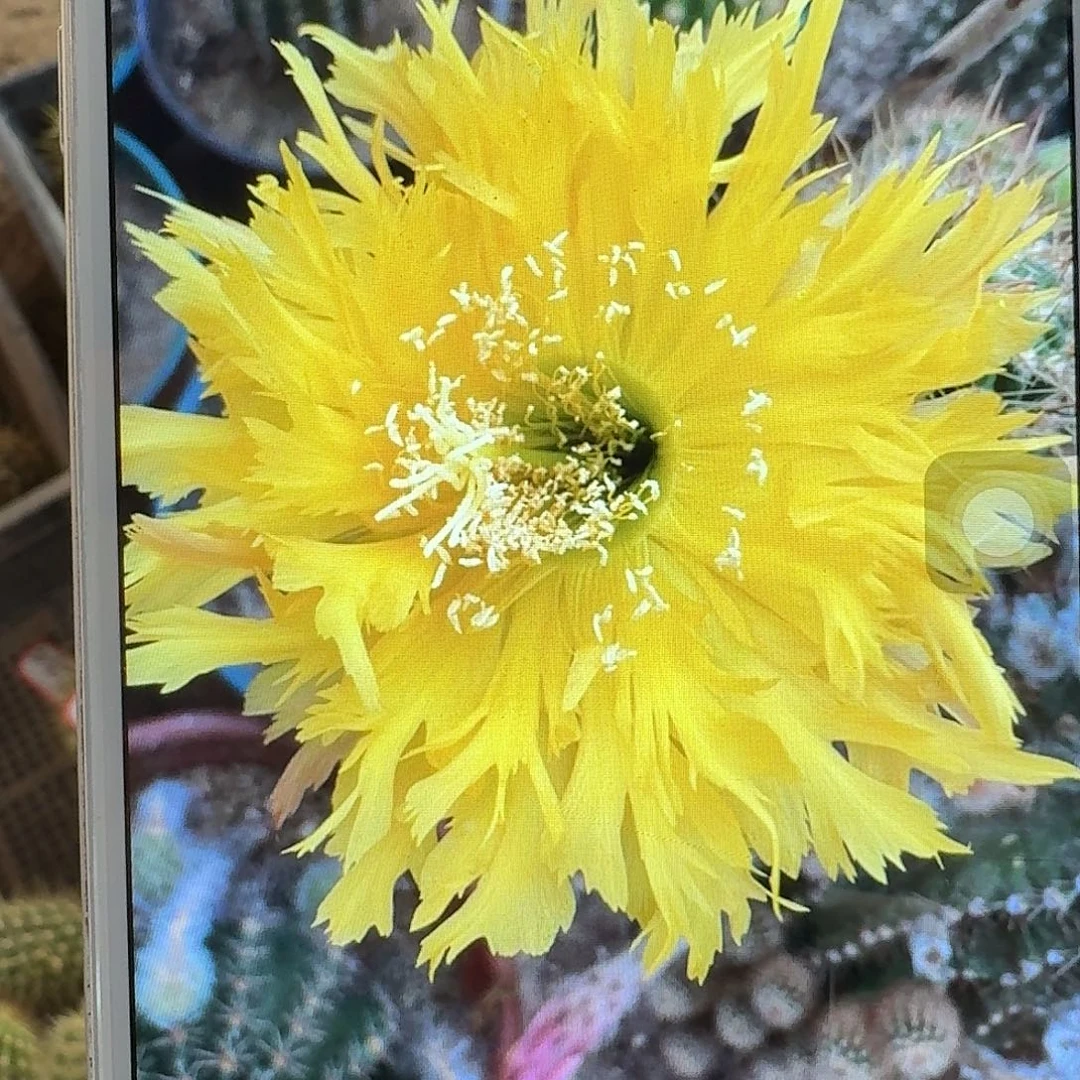 黄锯齿侧芽5公分毛花柱仙人球