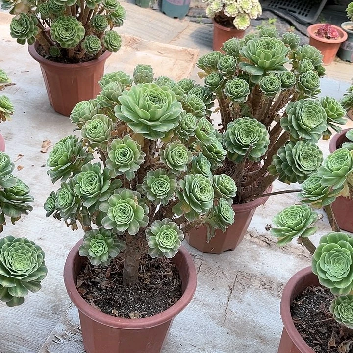 当前无花朵，栽培后可花朵