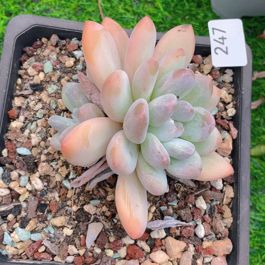 247。 香水。