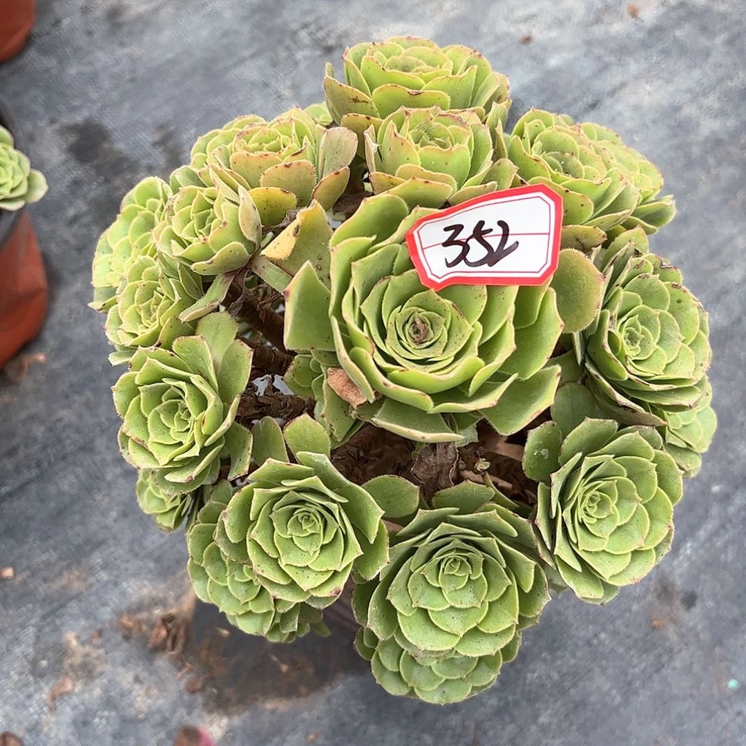 多肉植物352号多肉植物